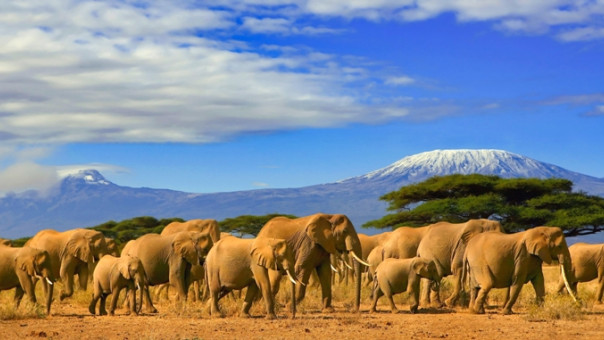 Κένυα: Υπερδιπλασιάστηκαν οι ελέφαντες, χάρη στην καταπολέμηση της λαθροθηρίας