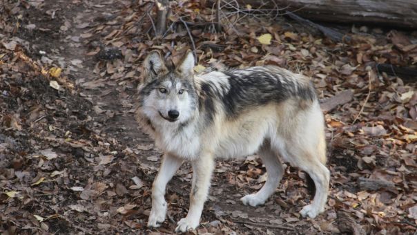 Καλλιστώ: Οδηγίες για την αντιμετώπιση των λύκων μετά την επίθεση σε σκύλο στην Πάρνηθα