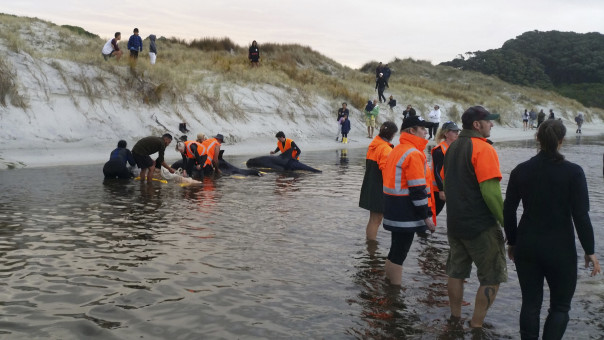 Τραγωδία: 100 φάλαινες βρήκαν το θάνατο – εξόκειλαν σε ακτές στη Νέα Ζηλανδία 