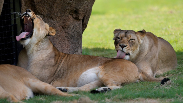 Θετικά στον κορωνοϊό έξι λιοντάρια και τρεις τίγρεις του ζωολογικού κήπου της Ουάσιγκτον 