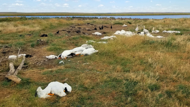 Σενεγάλη: Εκατοντάδες πελεκάνοι βρέθηκαν νεκροί σε καταφύγιο πουλιών