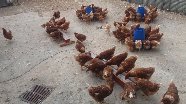 Ρουμανία: Εστία γρίπης των πτηνών εντοπίστηκε σε αγρόκτημα κοντά στα σύνορα με τη Βουλγαρία
