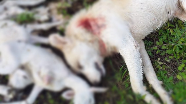 Αποτρόπαιο έγκλημα με πυροβολημένο σκύλο και νεκρά αρνάκια σε χωριό των Ιωαννίνων