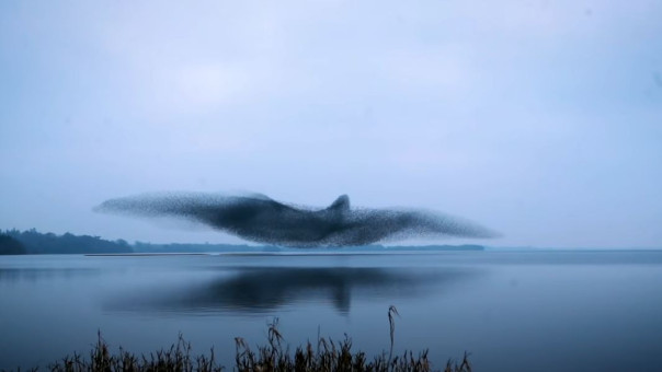 Ένα σμάρι ψαρόνια σχημάτισε ένα πελώριο πουλί πάνω από λίμνη της Ιρλανδίας (vid)