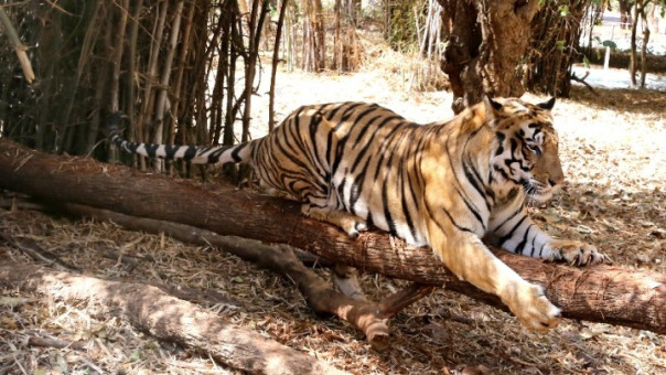 ΗΠΑ: Αστυνομικός σκότωσε τίγρη που επιτέθηκε σε άνδρα, ο οποίος επιχείρησε να τον χαϊδέψει
