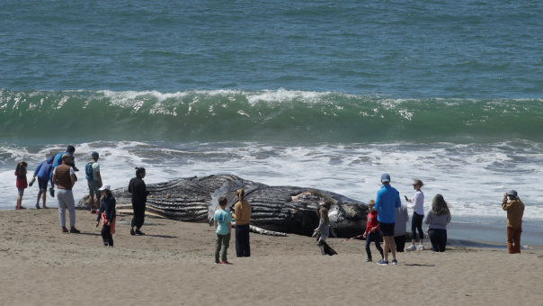 ΗΠΑ: Τέσσερις γκρίζες φάλαινες ξεβράστηκαν νεκρές σε παραλίες του Σαν Φρανσίσκο