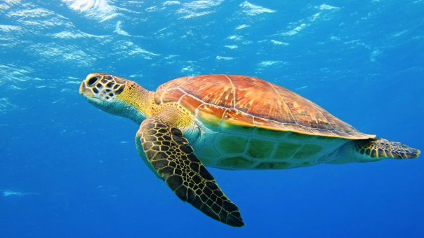 Θεσσαλονίκη: Νεκρή χελώνα καρέτα-καρέτα σε παραλία της Επανομής
