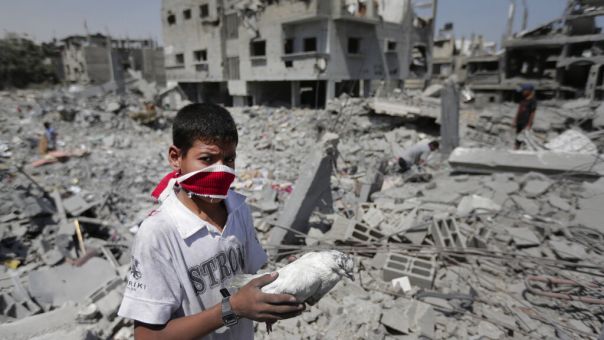 Γάζα: Νεκρά ή τραυματισμένα κατοικίδια -Και τα ζώα πλήρωσαν το τίμημα του πολέμου