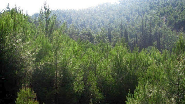 Ενίσχυση 700.000 € στους δασικούς συνεταιρισμούς Β. Εύβοιας-200.000 € στα Κέντρα Περίθαλψης Ειδών Άγριας Πανίδας