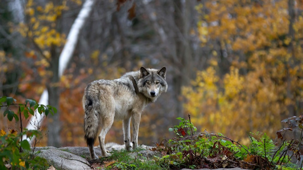 Τι κρύβεται πίσω από τη μυστηριώδη εξαφάνιση λύκων στη Δανία