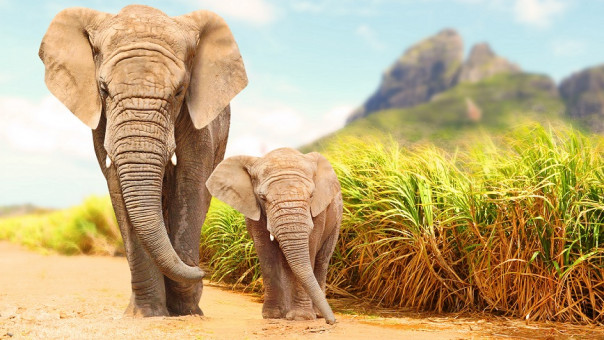 Το συγκινητικό βίντεο με ελέφαντα που καθοδηγεί έναν τυφλό ελέφαντα στο φαγητό τους