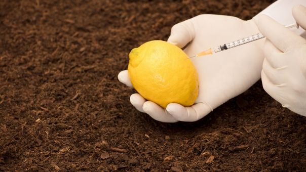 Γιατί τα λεμόνια κινδυνεύουν να γίνουν προϊόντα πολυτελείας;