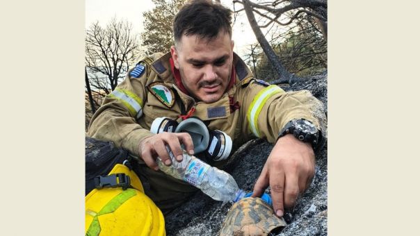 Αχαΐα: Συγκινητική εικόνα με πυροσβέστη που δίνει νερό σε χελώνα μετά τη φωτιά