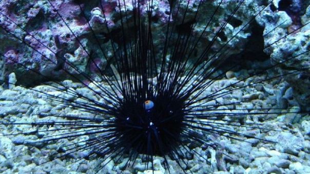  Diadema Setosum: Ο δηλητηριώδης αχινός που αυξάνεται στις ελληνικές θάλασσες (pics+vid)