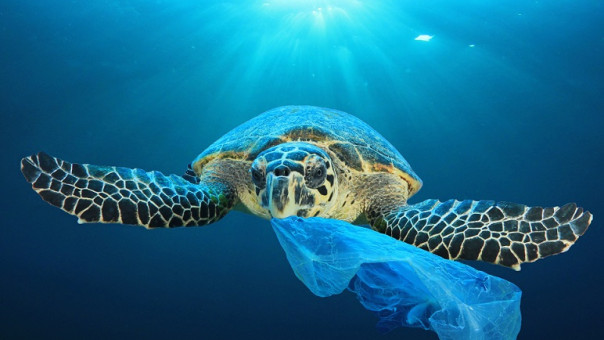 Ωκεανοί-Πλαστική ρύπανση: Τι βρήκαν ερευνητές που εξέτασαν 121 θαλάσσιες χελώνες