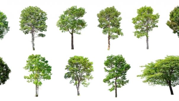 Σχεδόν το 1 στα 3 είδη δέντρων της Γης κινδυνεύουν με εξαφάνιση – Οι μεγαλύτερες απειλές