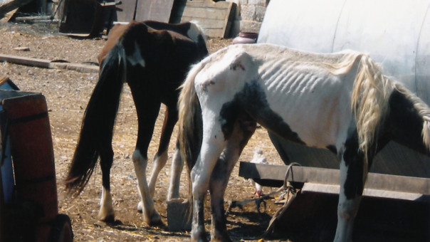 Ασπρόπυργος: Φυλάκιση 3,5 ετών για τα σκελετωμένα άλογα