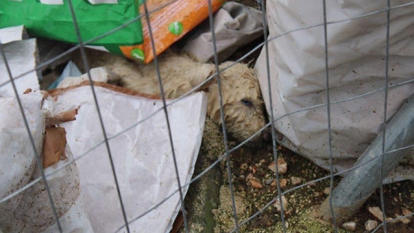 Εικόνες ντροπής από το καταφύγιο αδέσποτων ζώων στη Φιλιππιάδα Πρεβέζης (pics)