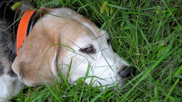 Θεσσαλονίκη: Έδεσε οχτώ σκυλάκια σε δέντρα χωρίς τροφή και νερό	