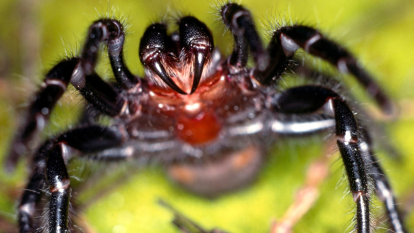 Αυτή είναι η  «μέγα αράχνη» που τρυπάει νύχια με τους κυνόδοντές της (video) 