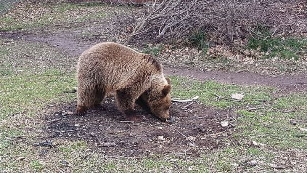 Αρκούδα βγήκε βόλτα στην πόλη της Φλώρινας (video)