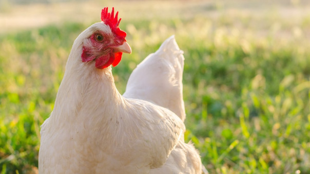 Τσεχία: 80.000 κοτόπουλα θα θανατωθούν λόγω της γρίπης των πτηνών