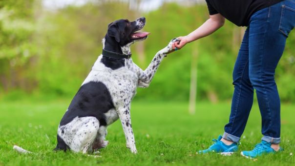 Εκπαιδευτής σκύλων καταρρίπτει τους πιο γνωστούς μύθους για την εκπαίδευση των σκύλων