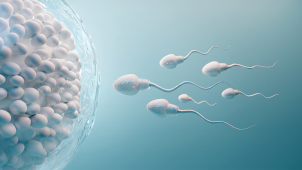 Κορωνοϊός: Η ποιότητα του σπέρματος χειροτερεύει μετά την νόσηση;-Τι έδειξε βελγική έρευνα