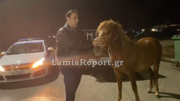 Λαμία: Άλογο προκάλεσε...μποτιλιάρισμα στους δρόμους- Το κυνηγούσαν μέσα στην πόλη (video)
