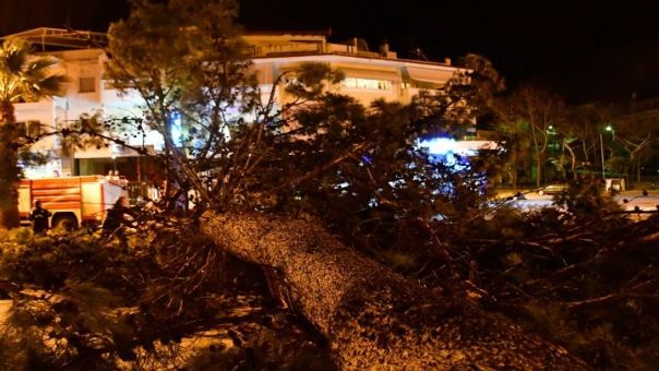 Δήμος Ζωγράφου: Αποζημιώσεις για πτώση δέντρων σε οχήματα- Οι 2 προϋποθέσεις