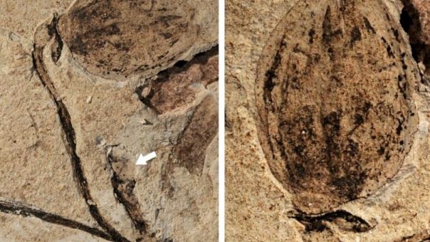 Ανακαλύφθηκε το αρχαιότερο απωλιθωμένο μπουμπούκι λουλουδιού ηλικίας 164 εκατομμυρίων ετών
