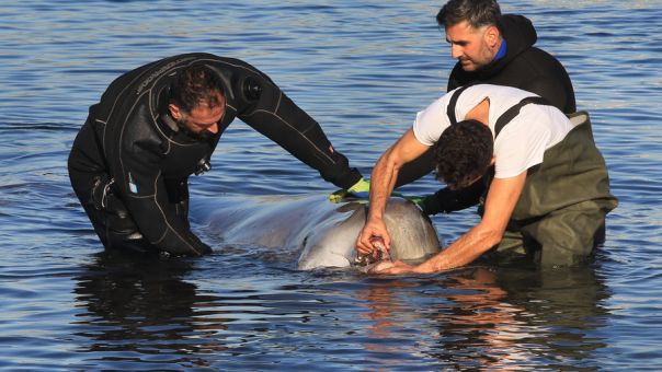 Φάλαινα στον Άλιμο: Δυστυχώς αυτή τη στιγμή υποφέρει, λέει ο Γιώργος Αμυράς