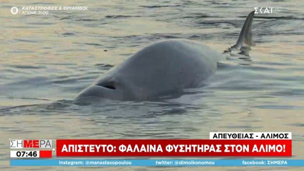 Απίστευτο: Φάλαινα φυσητήρας στην παραλία Αλίμου- Έχει τραυματιστεί και κινδυνεύει