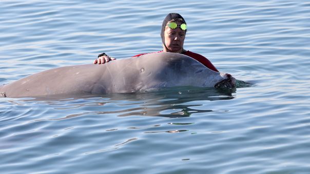Αγωνία για την φάλαινα στον Άλιμο: Ολονύχτια προσπάθεια για τη διάσωσή της 