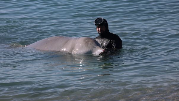 Τι έδειξε η νεκροψία για τα αίτια θανάτου της νεαρής φάλαινας