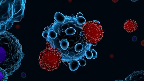 Κορωνοϊός: Πώς λειτουργούν τα Τ λεμφοκύτταρα κατά της παραλλαγής Όμικρον 