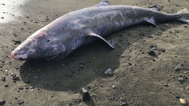 Σπάνιος, αιωνόβιος καρχαρίας που ξεβράστηκε στην Κορνουάλη πέθανε από μηνιγγίτιδα