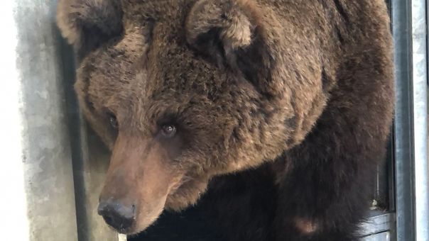 Πώς σώθηκε η Κιριούσα μια κακοποιημένη καφέ αρκούδα από την Ουκρανία 