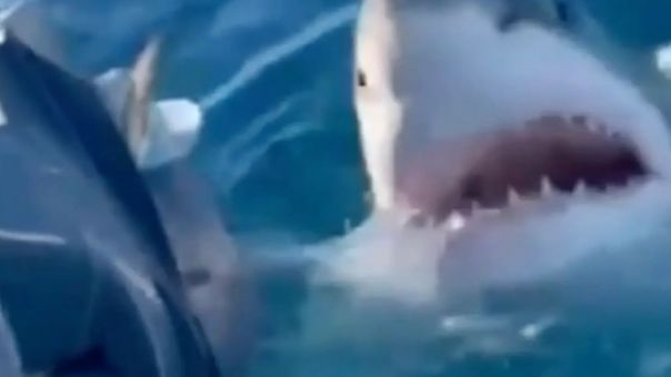 Λευκός καρχαρίας επιτίθεται με μανία σε οικογένεια στην Αυστραλία - Δείτε βίντεο