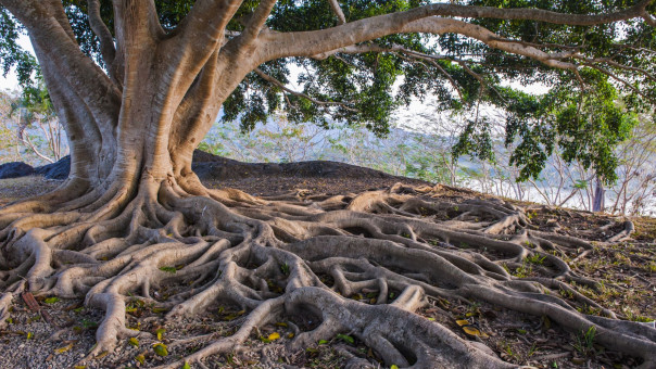 Εντοπίστηκαν 30 δέντρα ηλικίας άνω των 2.000 ετών-Πόσο χρονών είναι το γηραιότερο