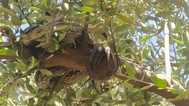Φιλιατρά: Αγρότης βρήκε δύο τεράστια φίδια να κρέμονται από ελαιοδέντρο (φωτογραφίες)