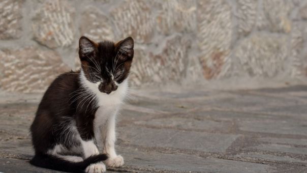 Φρίκη στη Θεσσαλονίκη: Τεμάχισαν νεογέννητα γατάκια και τα έβαλαν σε πιάτο σίτισης αδέσποτων
