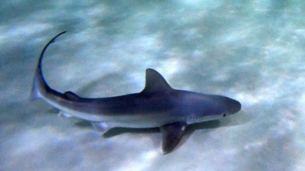 Αιτωλοακαρνανία: Γαλάζιος καρχαρίας έκανε την εμφάνισή του στον Μύτικα -Δείτε βίντεο