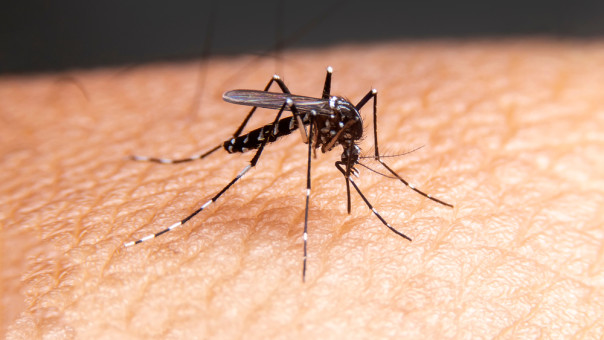 Εφαρμογή στα κινητά προβλέπει αν και σε ποιες περιοχές θα έχει πολλά κουνούπια