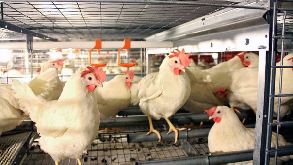 Μαλαισία: Κόβει τις εξαγωγές πουλερικών για να καλύψει τις ελλείψεις στο εσωτερικό