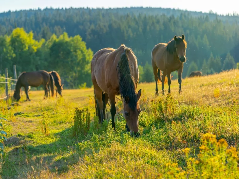 Horses