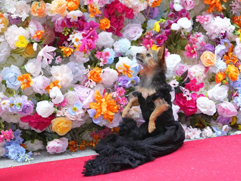 Pet Gala 2024 