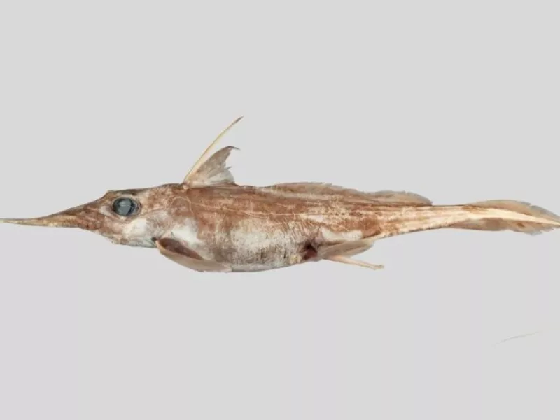 ghost shark - Australasian Narrow-nosed Spookfish