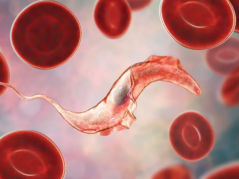 Trypanosoma cruzi 