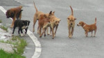 Κτηνωδία στα Χανιά: Κρέμασαν σκυλί σε πλατεία χωριού
